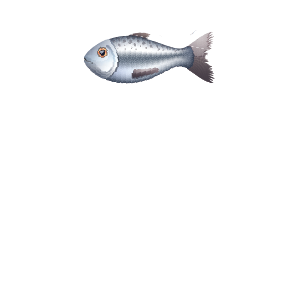 SBS PESCADOS PREMIUM